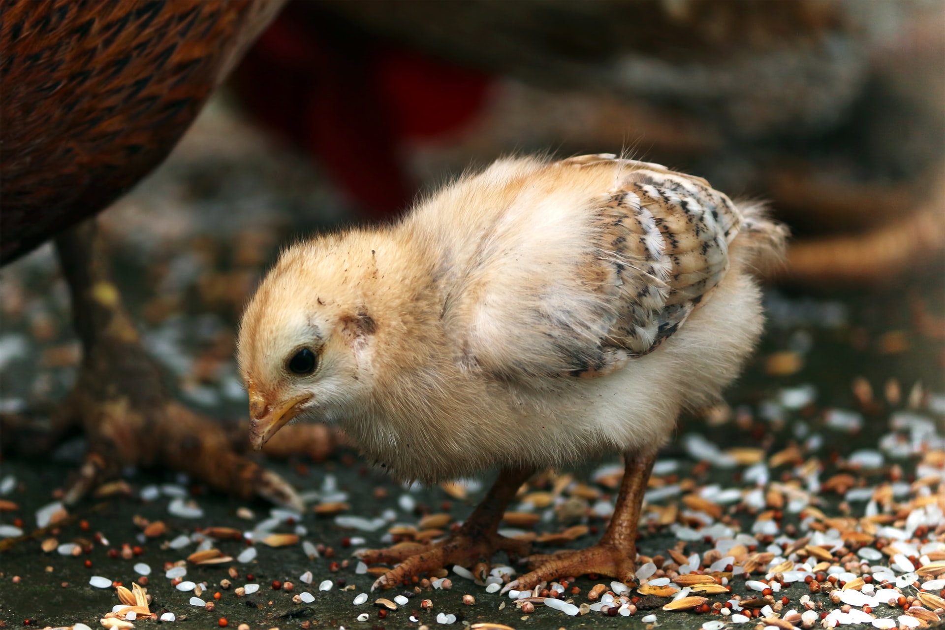 a fuzzy baby chick
